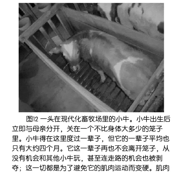 小牛.png